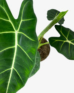 Alocasia micholitziana 'Frydek' - Der Botaniker