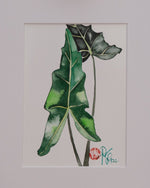 Alocasia Sarian - botanische Illustration - Der Botaniker