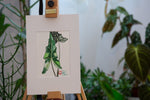 Alocasia Sarian - botanische Illustration - Der Botaniker