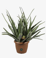 Aloe vera | 60 cm Aloe vera Der Botaniker