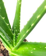 Aloe vera | 60 cm - Der Botaniker