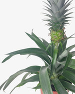 Ananaspflanze - Der Botaniker