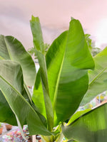 Bananenstaude 180 cm - 250 cm - Der Botaniker
