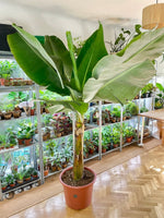 Bananenstaude 180 cm - 250 cm - Der Botaniker