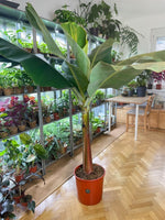 Bananenstaude 180 cm - 250 cm - Der Botaniker