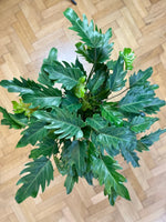 Philodendron xanadu | 70 cm - Der Botaniker