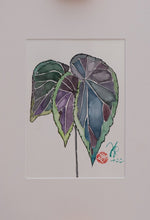 Begonia Darthvaderiana - botanische Illustration - Der Botaniker