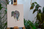 Begonia Darthvaderiana - botanische Illustration - Der Botaniker