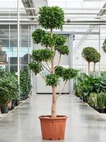Chinesische Feige Bonsai 270 cm Ficus microcarpa 'Nitida' Der Botaniker