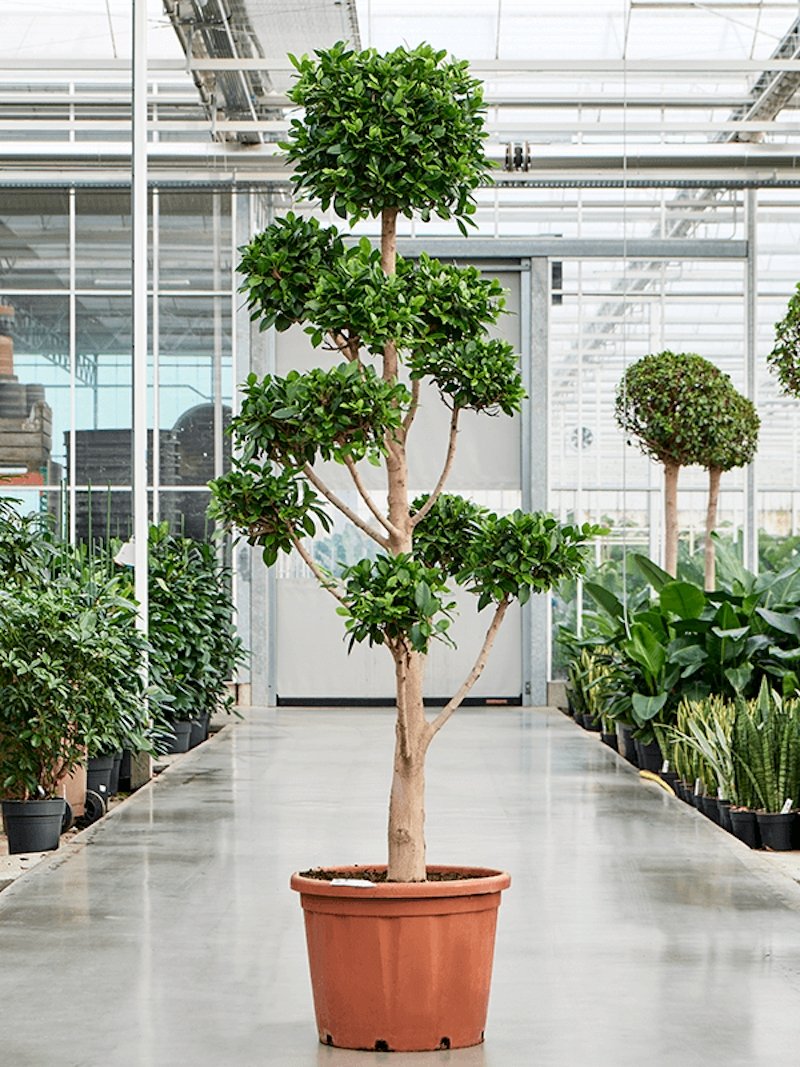 Chinesische Feige Bonsai 270 cm Ficus microcarpa 'Nitida' Der Botaniker