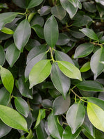 Chinesische Feige Bonsai 270 cm Ficus microcarpa 'Nitida' Der Botaniker