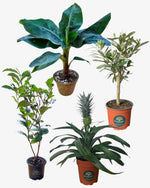 Essbare Pflanzen (4er-Set) - tierfreundlich Der Botaniker Der Botaniker