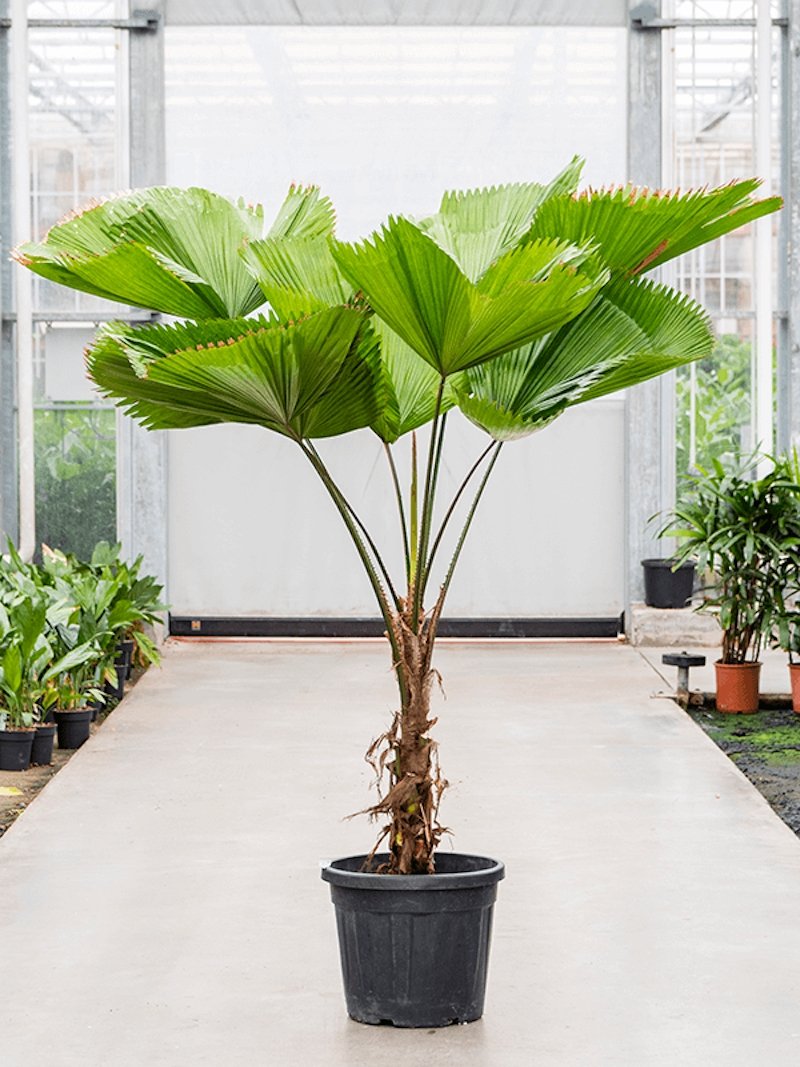 Fächerblatt-Palme 200 cm Licuala grandis Der Botaniker