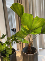 Fächerblatt-Palme 200 cm Licuala grandis Der Botaniker