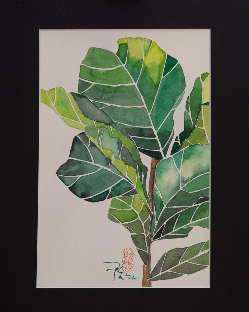 Ficus lyrata - botanische Illustration - Der Botaniker