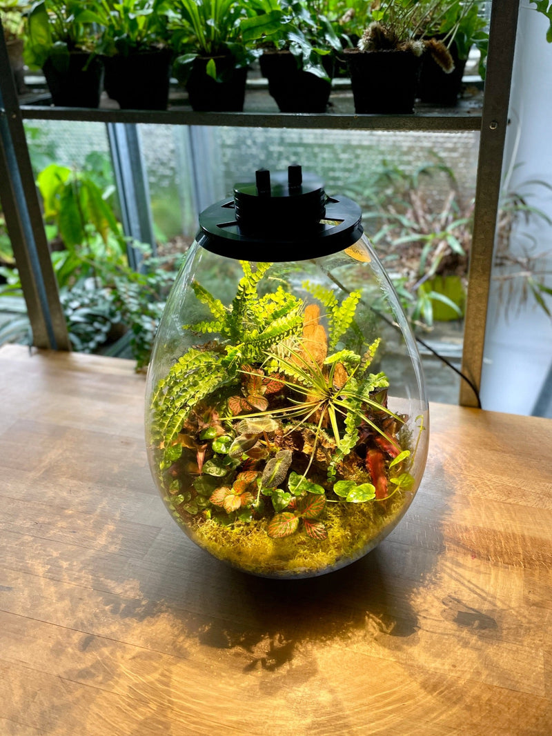 Flaschengarten Das Ökosystem im Glas Der Botaniker