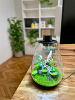 Flaschengarten - Das Ökosystem im Glas. Der Botaniker Der Botaniker
