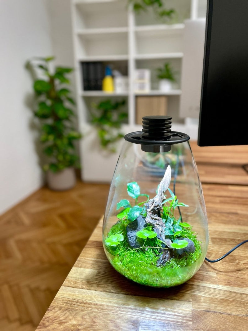 Flaschengarten Das Ökosystem im Glas Der Botaniker