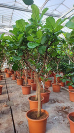 Geigenfeige 200 cm - 270 cm Ficus lyrata Der Botaniker