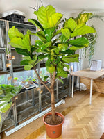 Geigenfeige 200 cm / 270 cm Ficus lyrata Der Botaniker