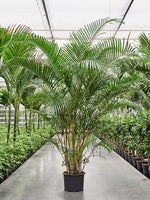 Goldfruchtpalme 200 cm Dypsis lutescens Der Botaniker