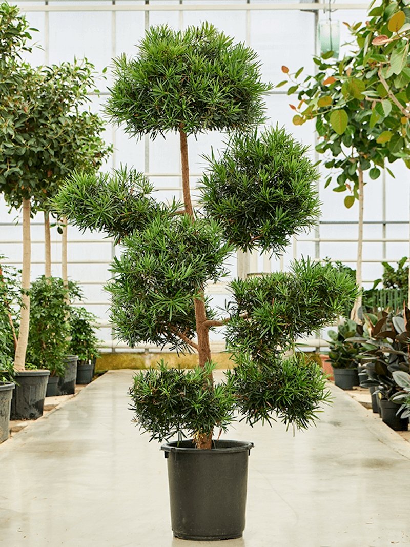 Japanische Steineibe 250cm Bonsai Podocarpus macrophyllus Der Botaniker