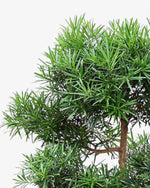 Japanische Steineibe 250cm Bonsai Podocarpus macrophyllus Der Botaniker