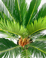 Japanischer Sagopalmfarn Cycas revoluta Der Botaniker