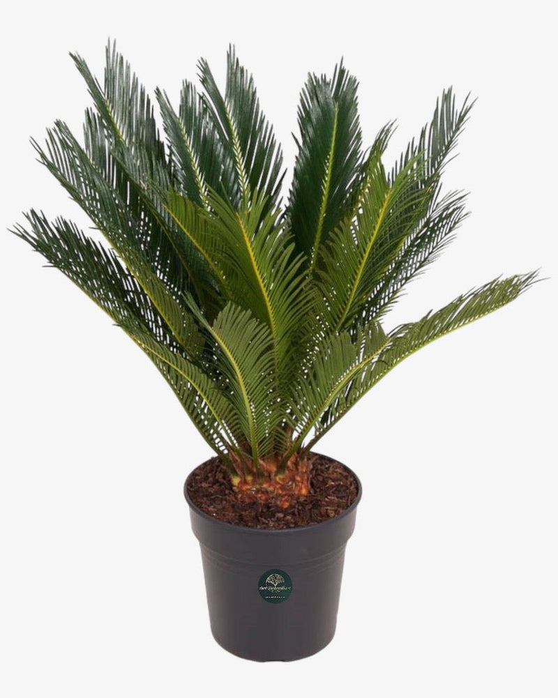 Japanischer Sagopalmfarn Cycas revoluta Der Botaniker