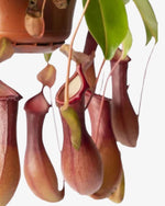 Kannenpflanze (fleischfressend) Nepenthes alata Der Botaniker