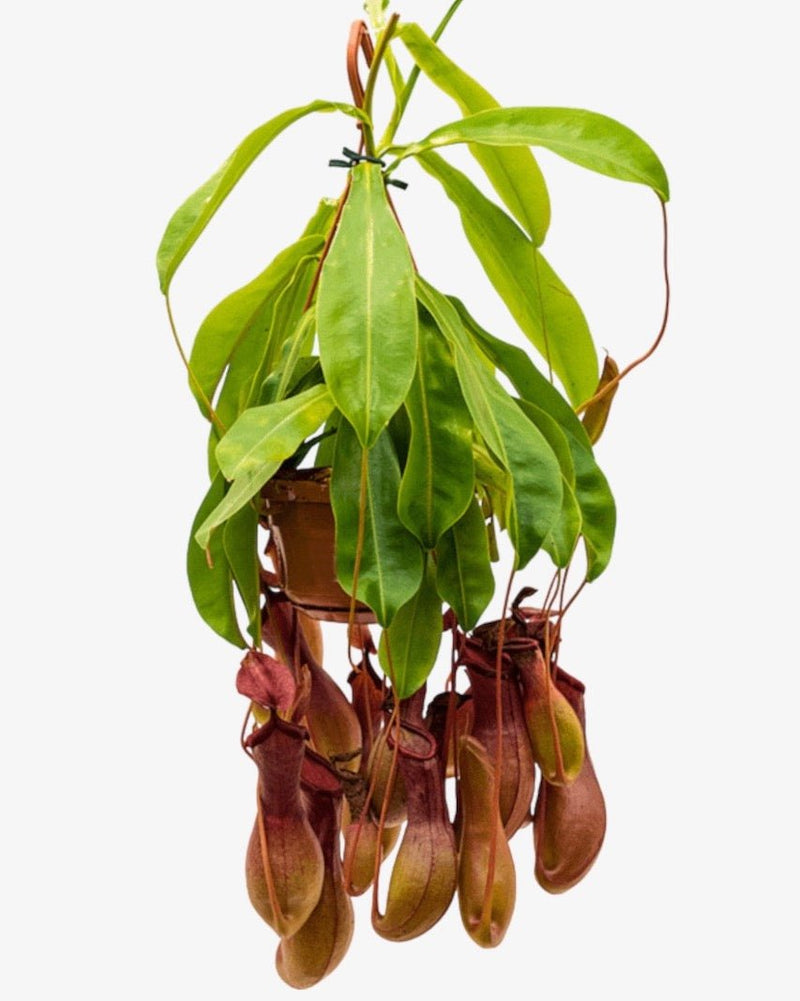 Kannenpflanze (fleischfressend) Nepenthes alata Der Botaniker