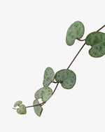 Leuchterblume Ceropegia woodii Der Botaniker