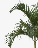 Manila-Palme 250 cm Veitchia merrillii Der Botaniker