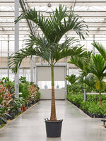 Manila-Palme 250 cm Veitchia merrillii Der Botaniker
