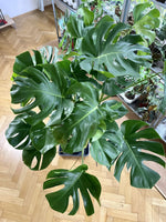 Monstera 90 cm - Der Botaniker