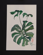 Monstera - botanische Illustration - Der Botaniker