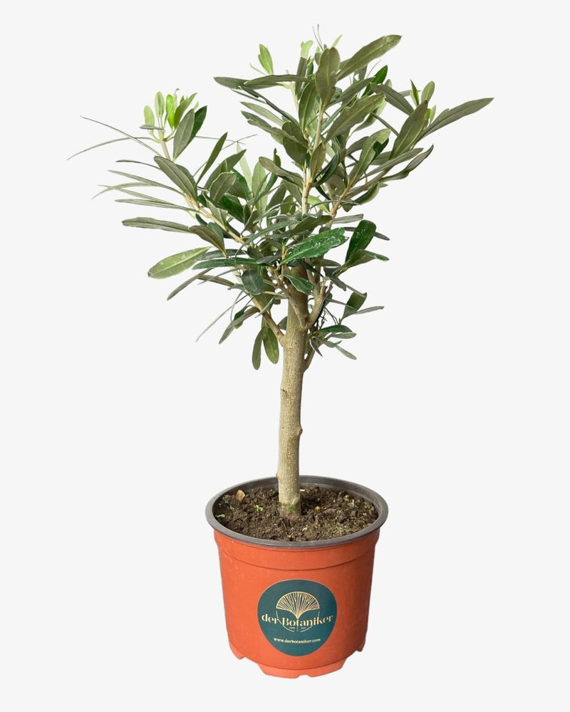 Olive | Echter Ölbaum - Der Botaniker