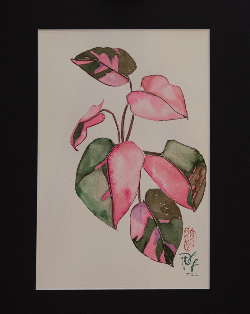 Philodendron Pink Princess - botanische Illustration - Der Botaniker