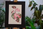 Philodendron Pink Princess - botanische Illustration - Der Botaniker