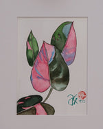 Philodendron Pink Princess - botanische Illustration - Der Botaniker