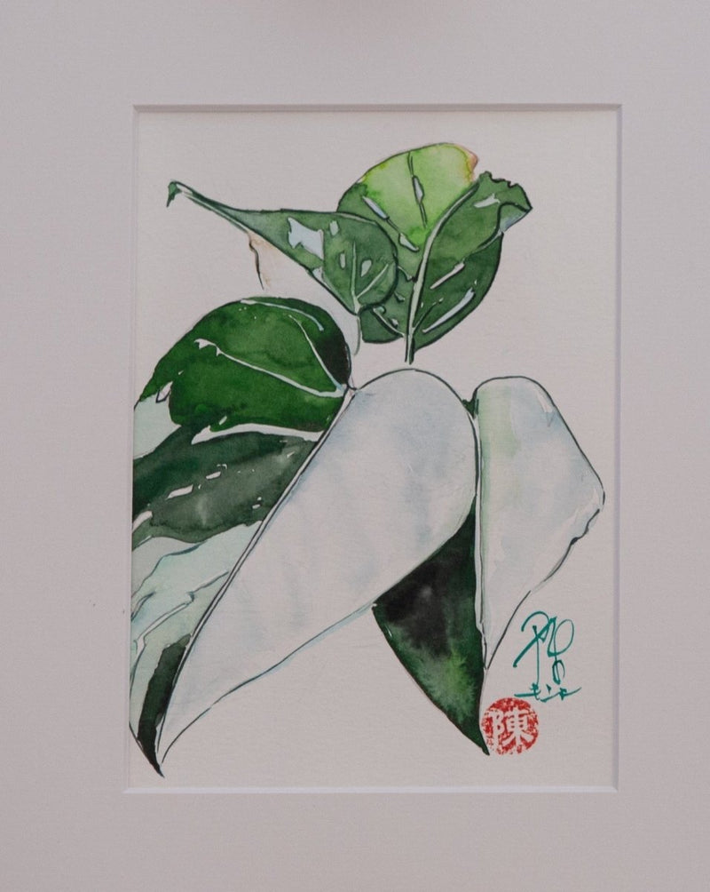 Philodendron White Princess - botanische Illustration - Der Botaniker