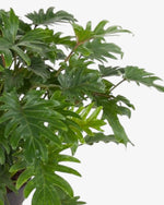 Philodendron xanadu | 70 cm - Der Botaniker