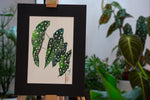 Polka-Dot-Begonie - botanische Illustration - Der Botaniker