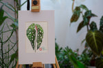 Polka-Dot-Begonie - botanische Illustration - Der Botaniker