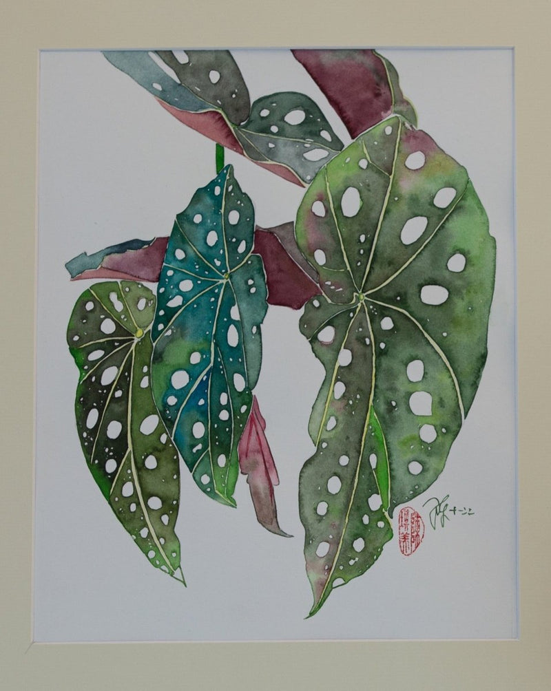 Polka-Dot-Begonie - botanische Illustration - Der Botaniker