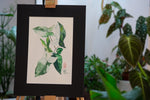 Syngonium Albo Variegated - botanische Illustration - Der Botaniker