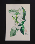 Syngonium Albo Variegated - botanische Illustration - Der Botaniker