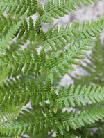 Tasmanischer Baumfarn 300 cm Dicksonia antarctica Der Botaniker