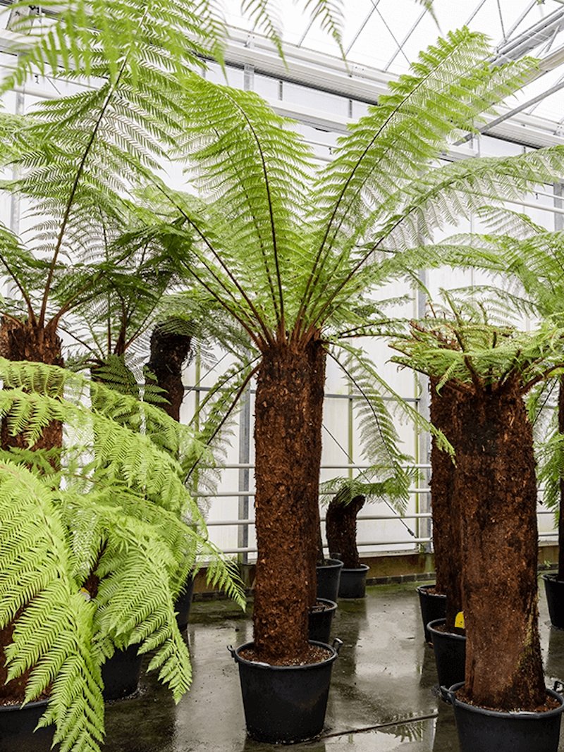 Tasmanischer Baumfarn 300 cm Dicksonia antarctica Der Botaniker